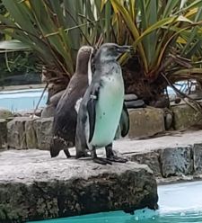 bird bird