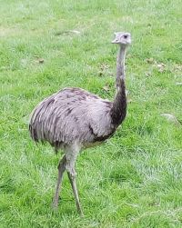 bird1