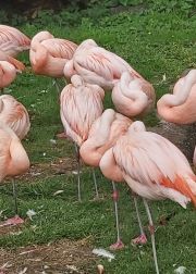 bird 2 bird 2